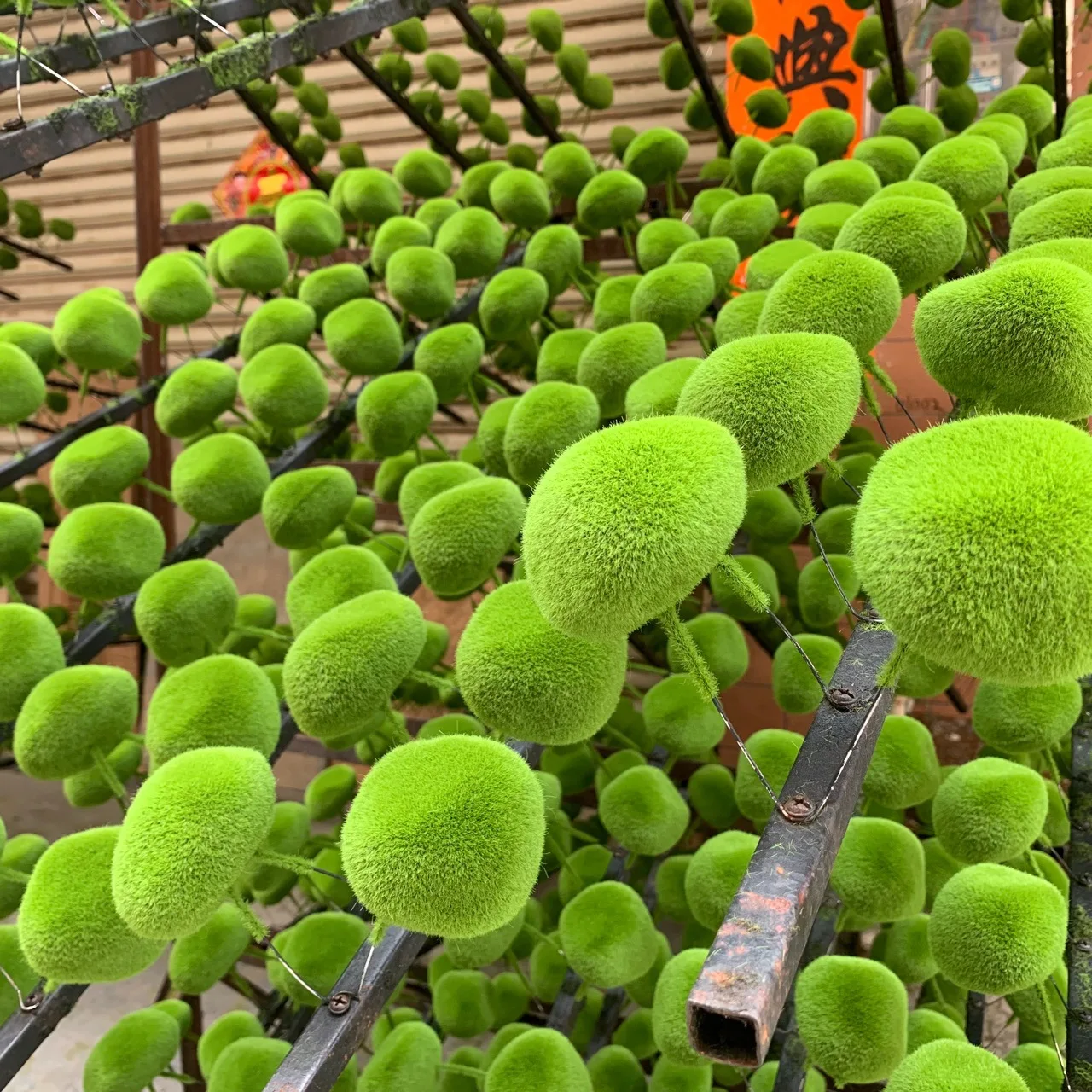 Decorative Moss Rocks 5