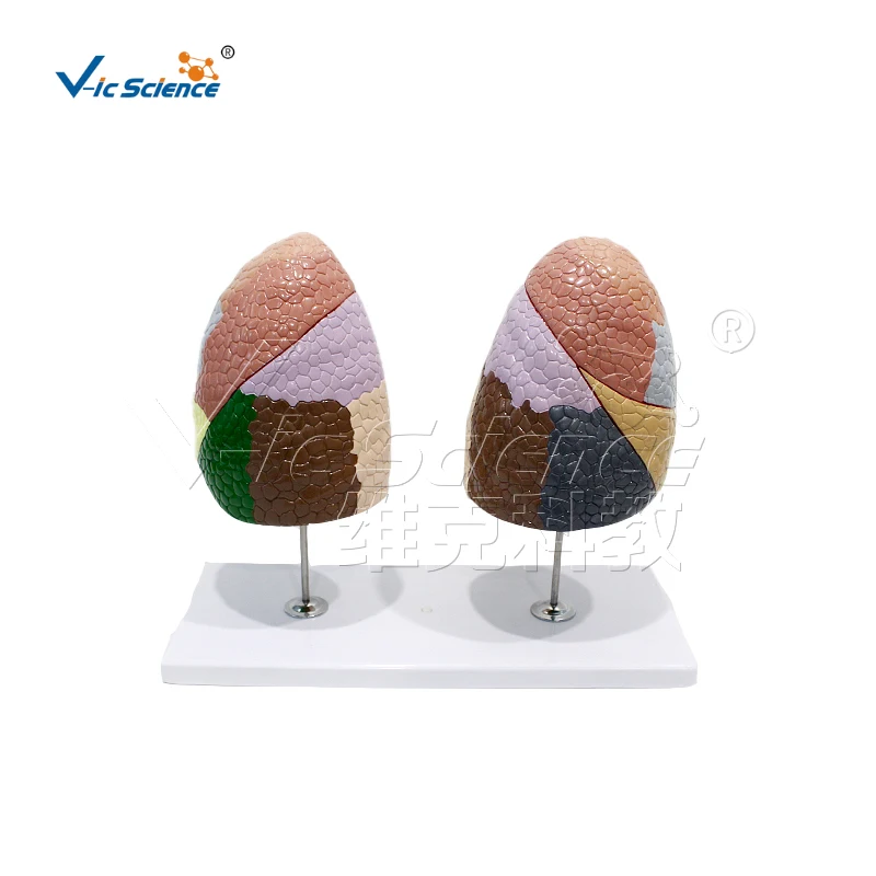 

Lung Segmentation Model Pulmonary Anatomy Teaching Demonstration Model