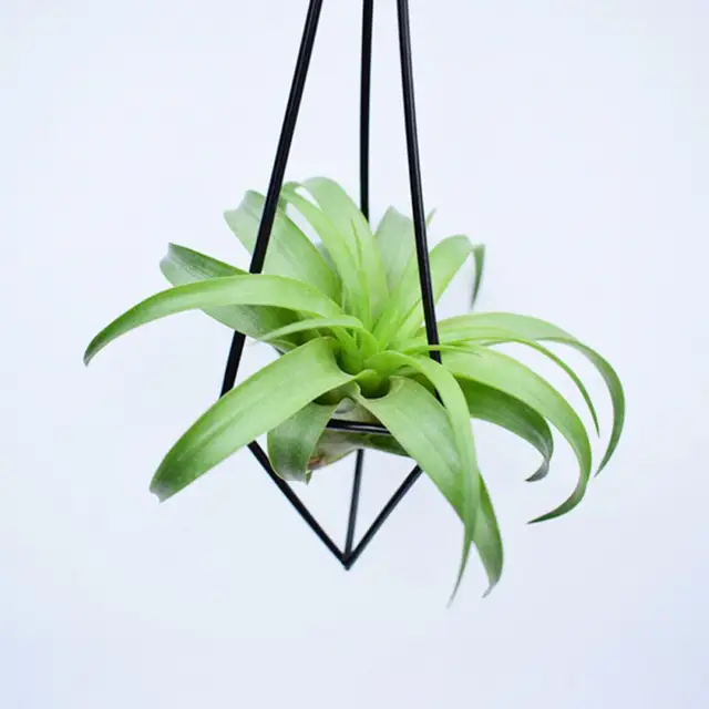 Légüzem Tartó Vas Geometriai Forma 3D Vizuális Effektus Tillandsia Akasztó Rozsdaálló, Könnyen Felszerelhető Stabil Virág Ültetvény - Image 5
