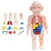 Body Anatomy Model For kids Children Human Torso Model Montessori Educational Learning Toys Organ Assembled Toy Kids 3D Puzzles 2