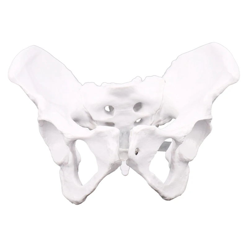 

Женская анатомическая скульптура таза, тазового скелета, горла, модель тела