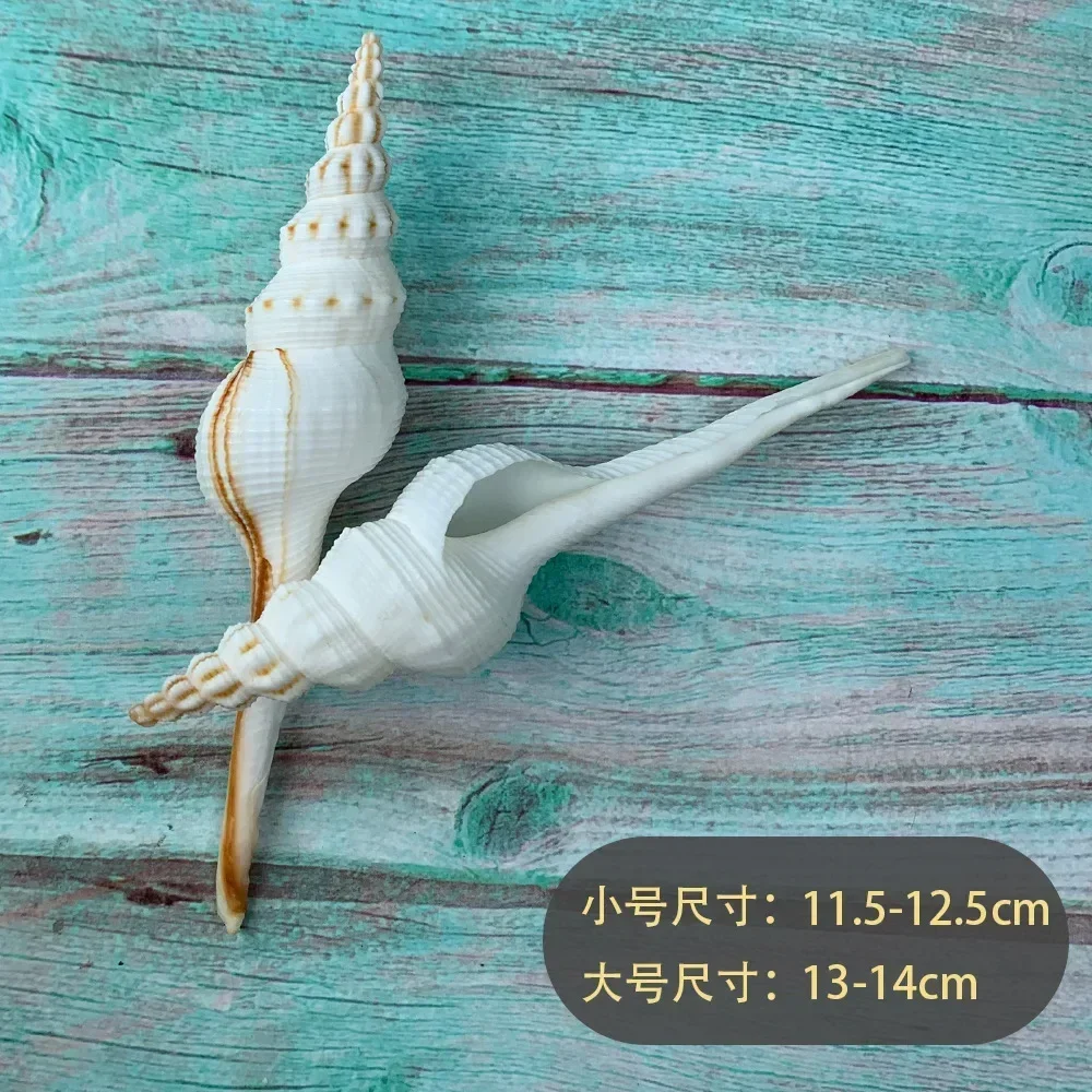 4PCS Natural Shell Ornaments Conch Changting Snail White Fairy Snail Marine Biological Specimen Aquarium Decoration Sea Shells Jewelry DIY natural shell ornaments