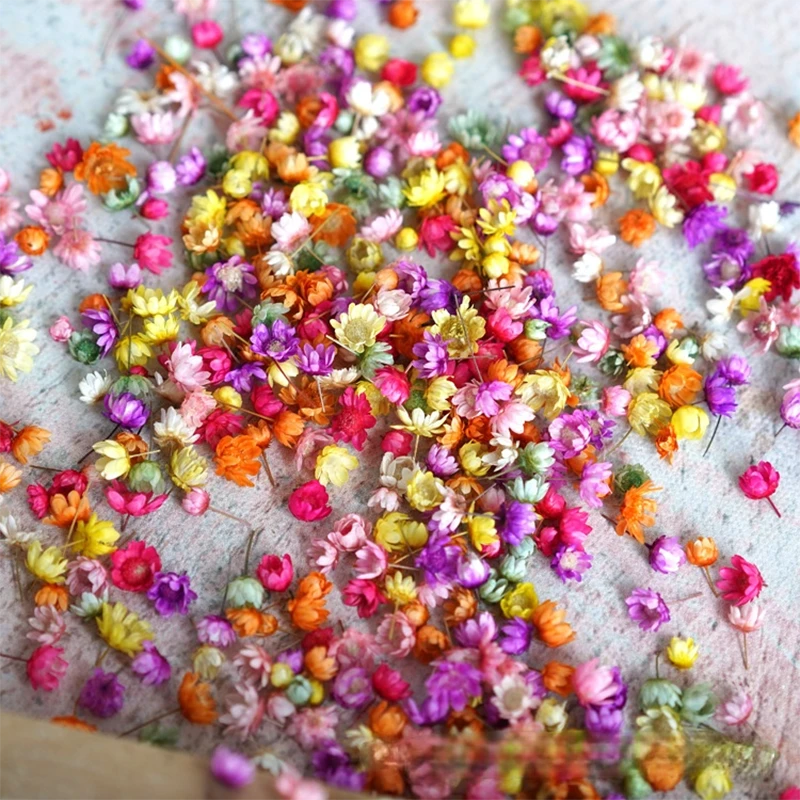 100pc Real Dried Flowers For Diy Art Craft Epoxy Resin Candle Making