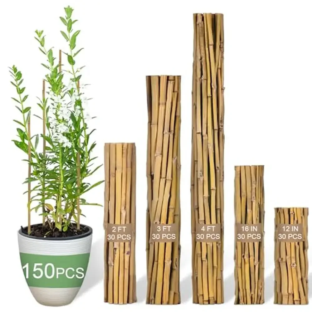 150 Pcs Bamboo Garden Plant Stakes 12'' 16'' 2 3 4 ft Supports Trellis Set Indoor Outdoor Plants Quality Durable Bamboo Poles