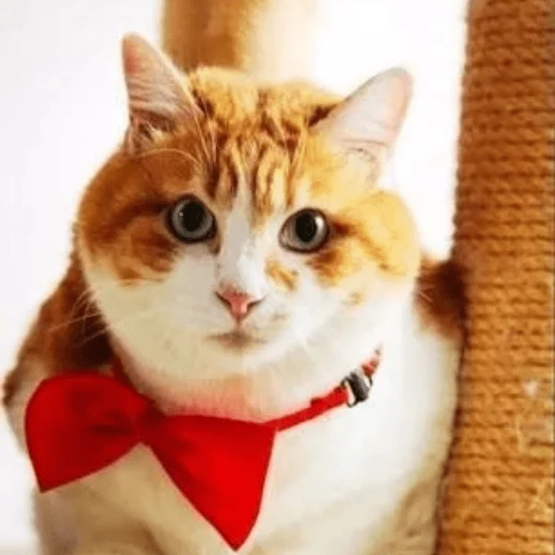 Stylish & Adjustable Pet Bowtie Collar: Make Your Dog Or Cat Look Fabulous! 4