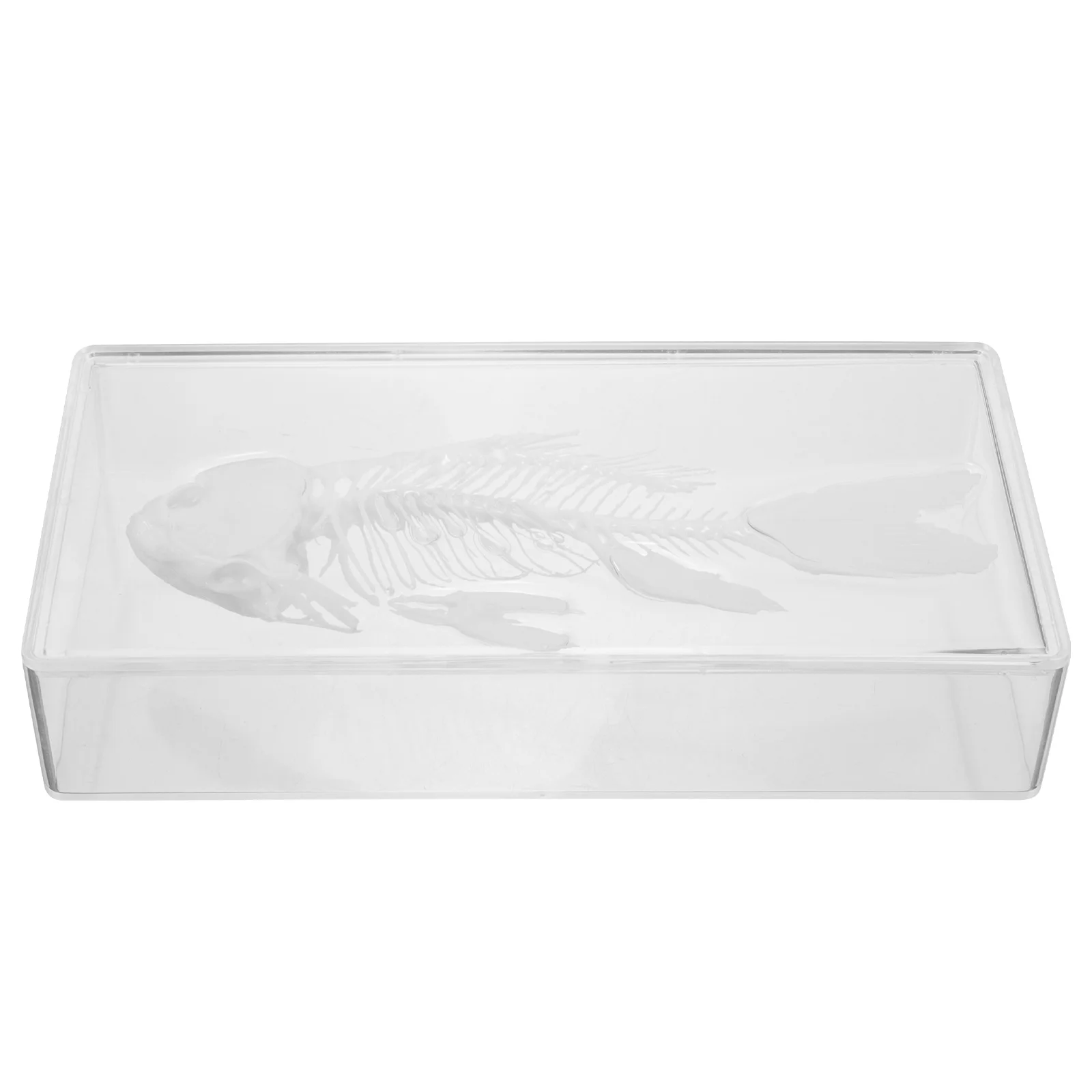 

Образец рыбы Реалистичная Статуэтка модели костей, Реалистичная симуляция для обучения, декора, строчки