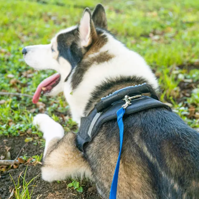 Pet Leash 3M 6M 10M 20M 50M Dog Puppy Obedience Recall Training Agility Lead Training Leash for Training Play Camping Backyard 6
