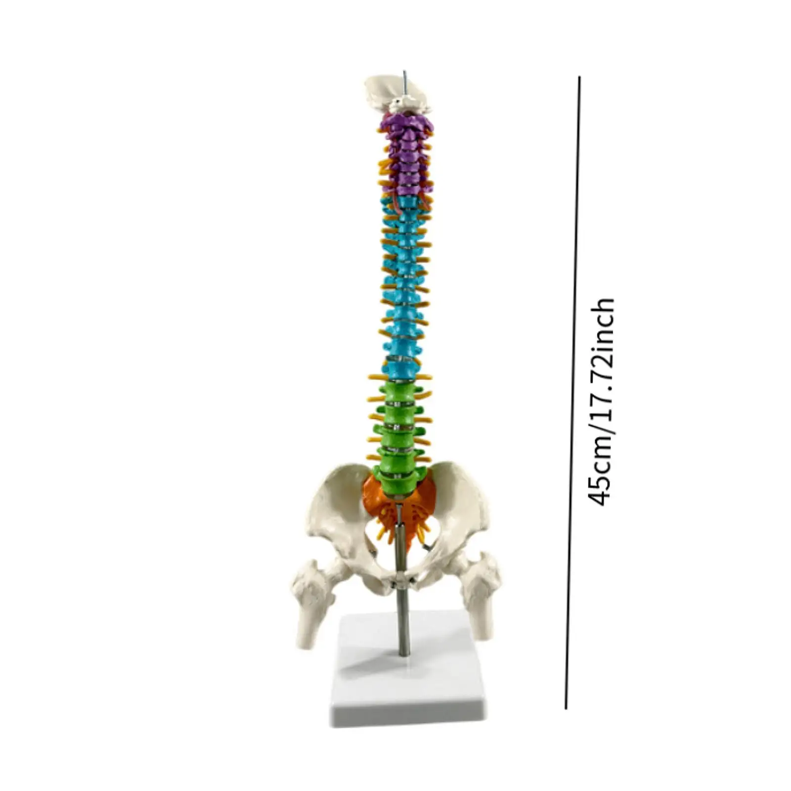 Flexible Human Spine Model 6