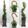 Cross-border Gardening Cocoanut Stick Green Pot Fixed Plant Climbing Cane Flower Support Cocoanut Climbing Cane Moss Rod 1pc 5