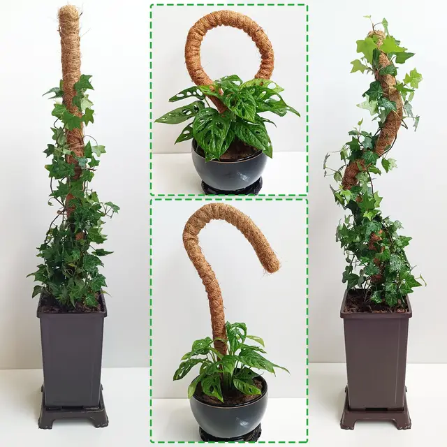 Cross-border Gardening Cocoanut Stick Green Pot Fixed Plant Climbing Cane Flower Support Cocoanut Climbing Cane Moss Rod 1pc 5