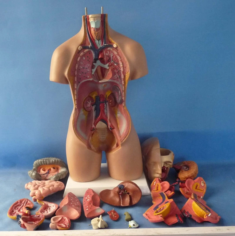 Human Torso Anatomy Model 1