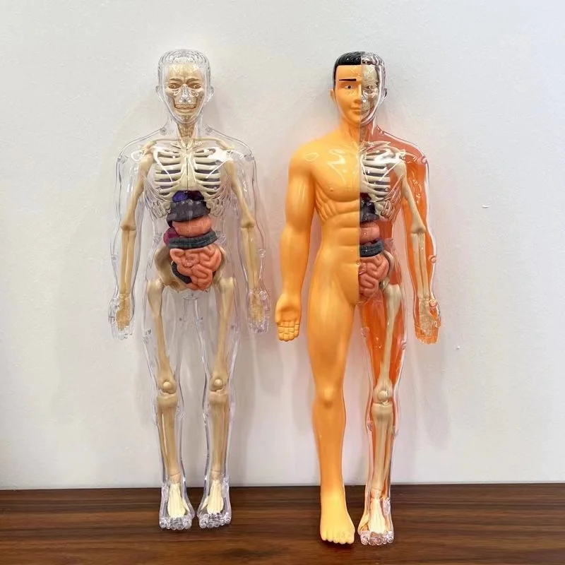 Human Torso Model Children DIY Assembled 3D Puzzle Human with Removable Organ Early Science Education Kid School Medical for Kid 4