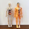 Human Torso Model Children DIY Assembled 3D Puzzle Human with Removable Organ Early Science Education Kid School Medical for Kid 4