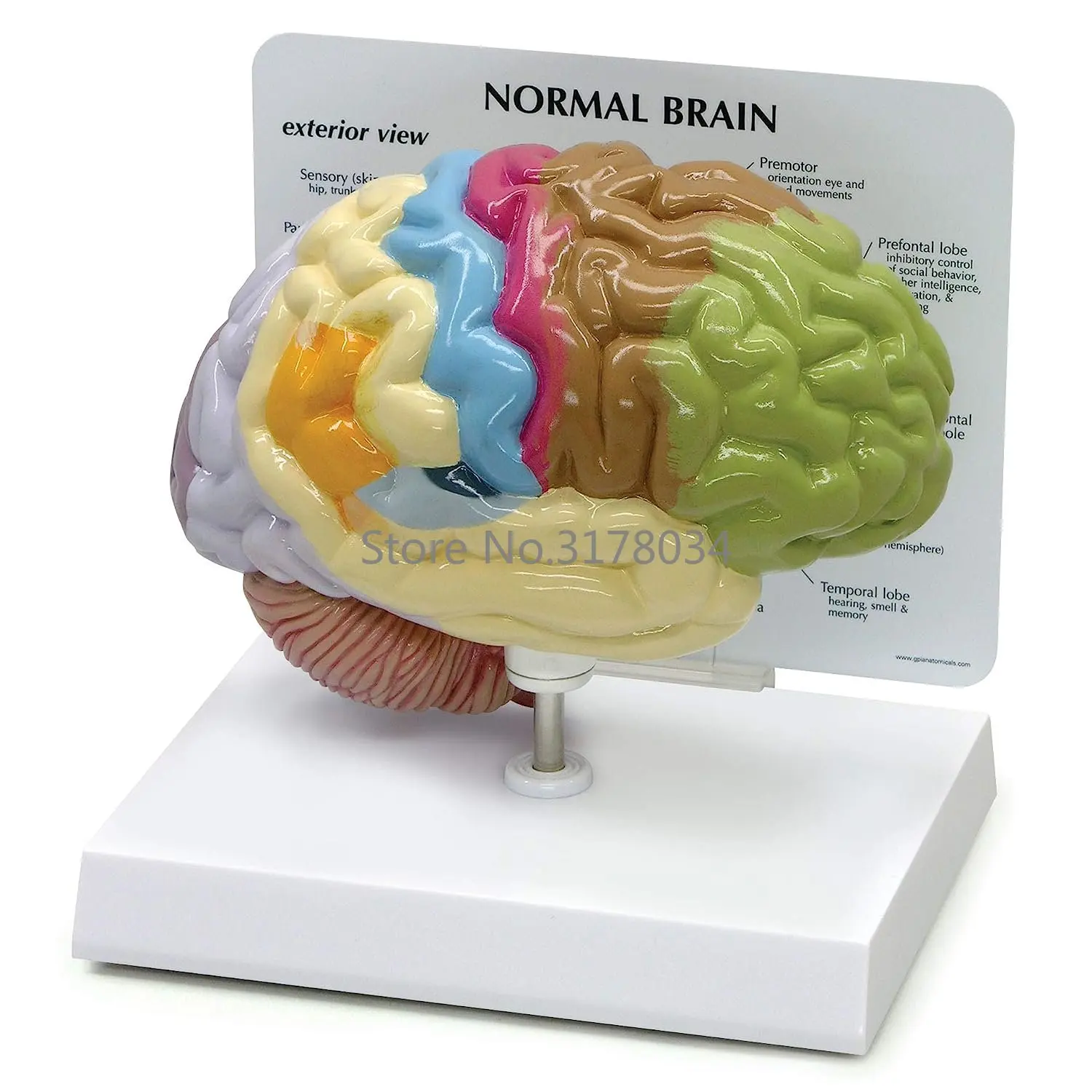 Half Brain Model Human Body Anatomy Replica of Normal Brain w/Sensory Motor Functions for Doctors Office Educational Tool