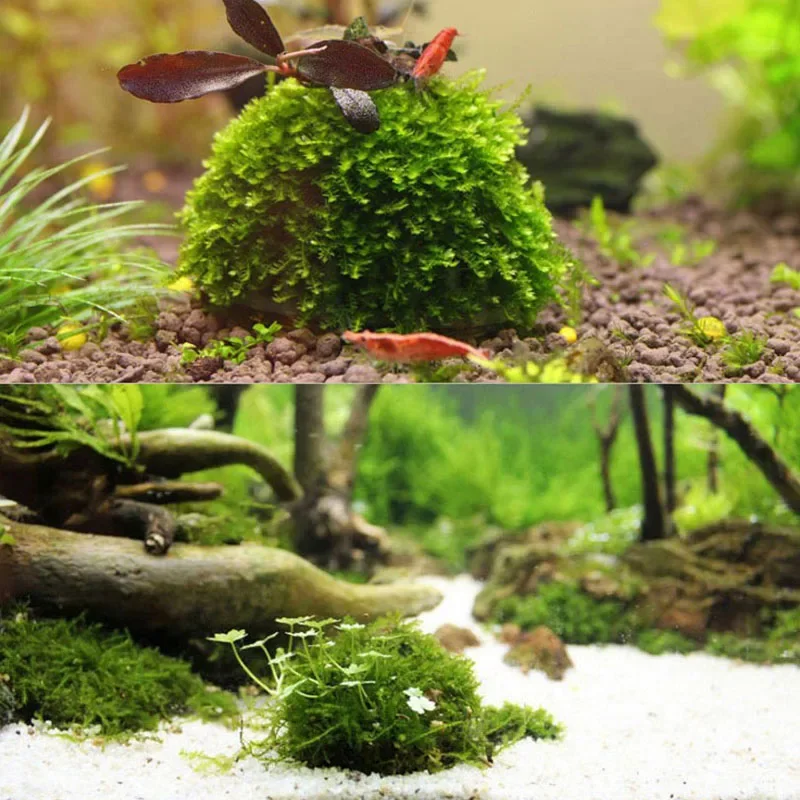 Aquarium Moss Ball Holder 5