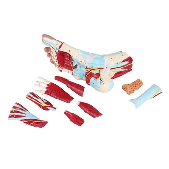 Human Foot Anatomy Model – 9 Parts 1