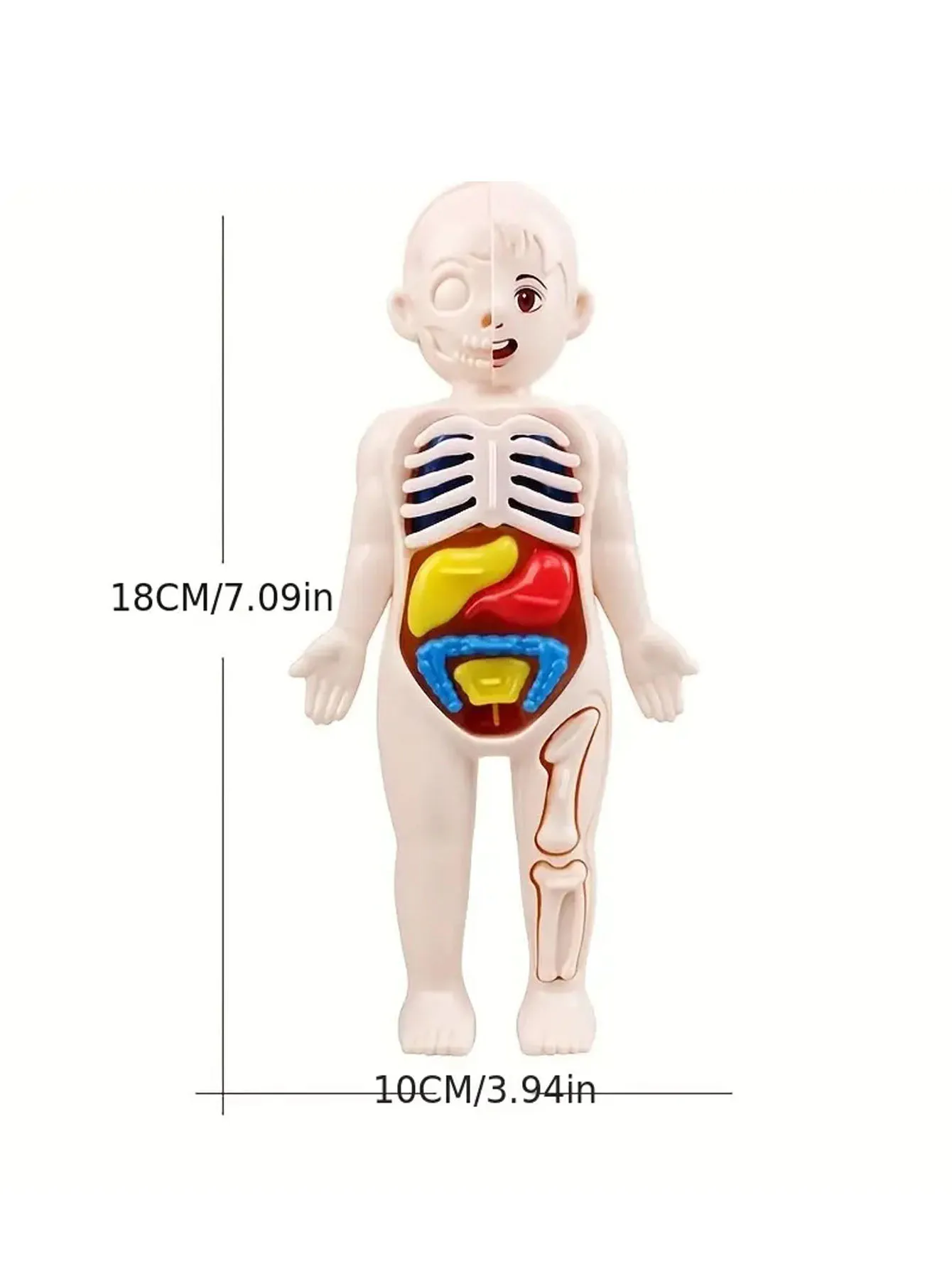 A set of 14PCS children's jigsaw human anatomy model education, learning organ assembly toys, children's body organs teaching to 2