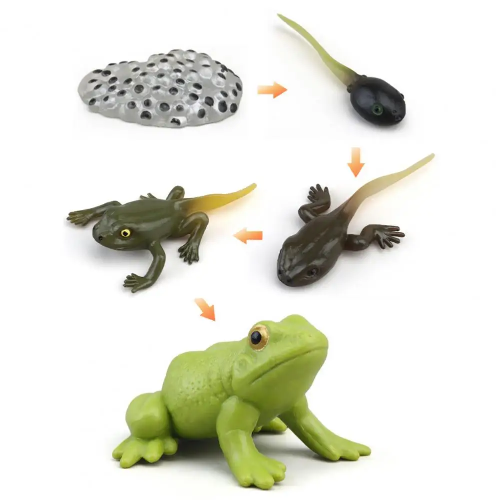 1 Box Animal Model Toy Frog Bee Panda Chick Butterfly Fish Plant Animal Figurines Life Cycle Learning Creative Kid Education Toy 5