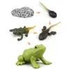 1 Box Animal Model Toy Frog Bee Panda Chick Butterfly Fish Plant Animal Figurines Life Cycle Learning Creative Kid Education Toy 5