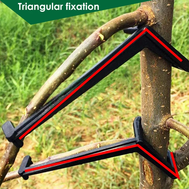 30 Darabos Kerti Gyümölcsfa Ág Végtag -Terjedője Az Erősen Elterjedő Lábszögekhez Ágak - Image 2