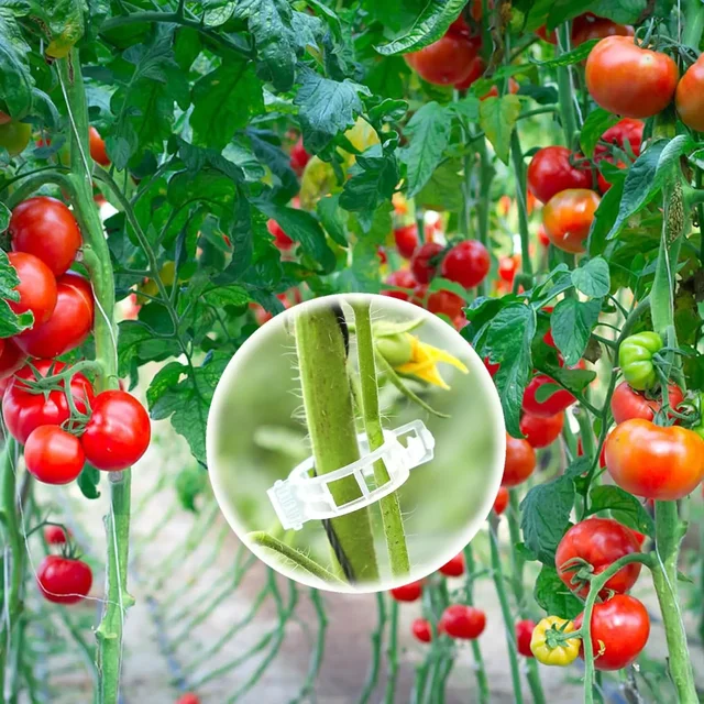 50-100pcs Plant Clips for Climbing Plants Tomato Clips for Hanging Plant Supports Plant Support Clips Hanging Plant Tool 5