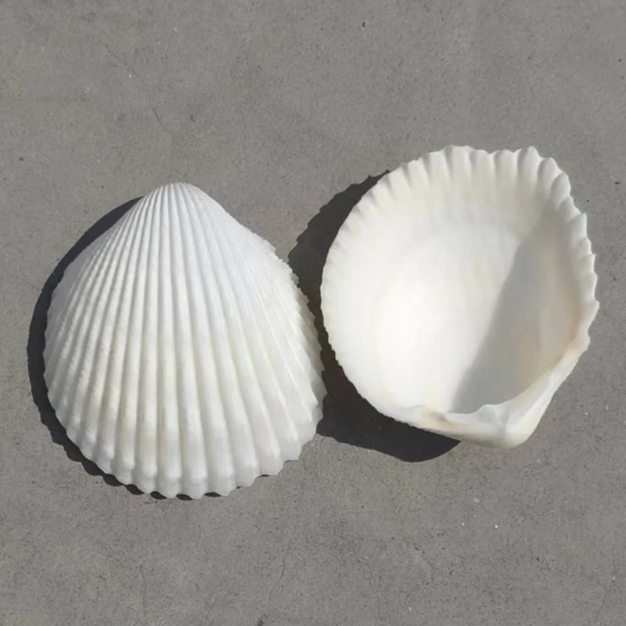 Punch Shell Conch Snow Clam Hair Clam Coconut Shell White Small natural shell ornaments