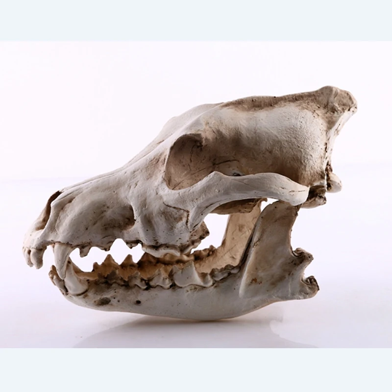 

Моделирование волк собака Скелет Смола животное череп модель для дома офиса брикет орнамент волк модель