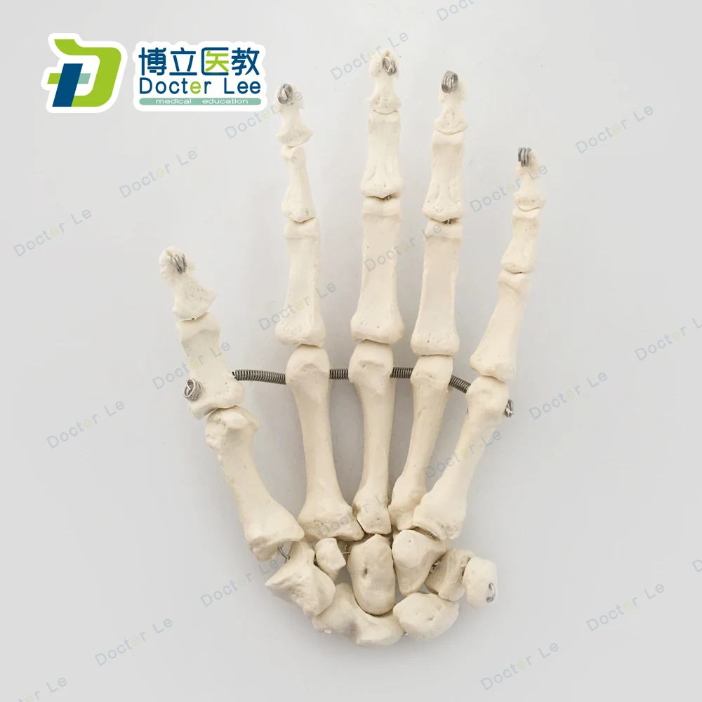 Life Size Anatomical Hand Joint Human Hand Skeleton Model for Medical Science and Edudcation Tool