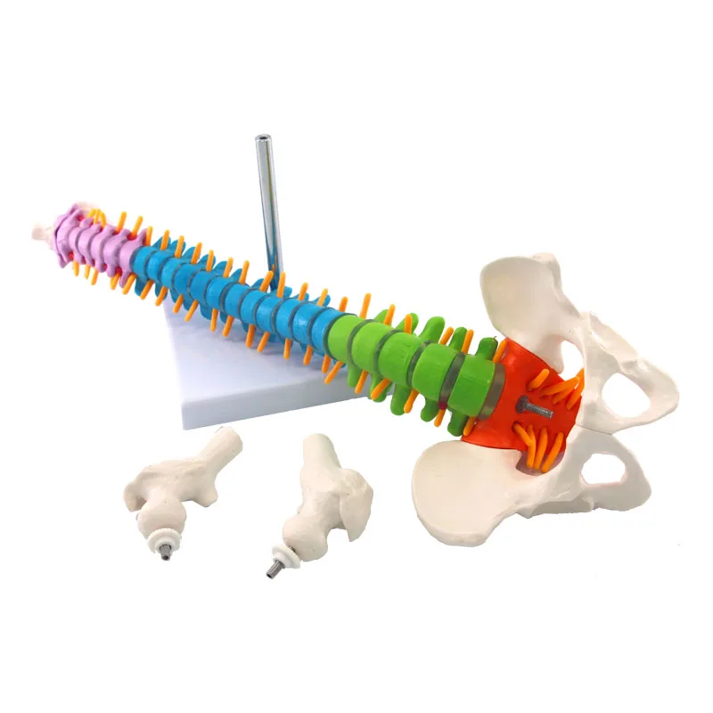 Colorful Human Spine With Pelvic Anatomy Model 45cm Medical Science Teaching Biology Neurosurgery Anatomical Models Skeleton