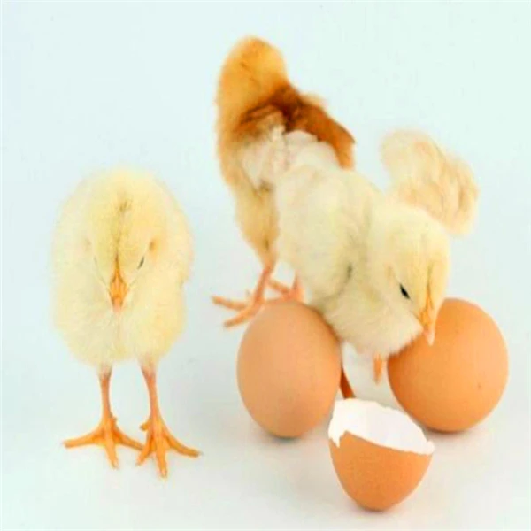 Jieli Fully Automatic Incubator Equipment Store