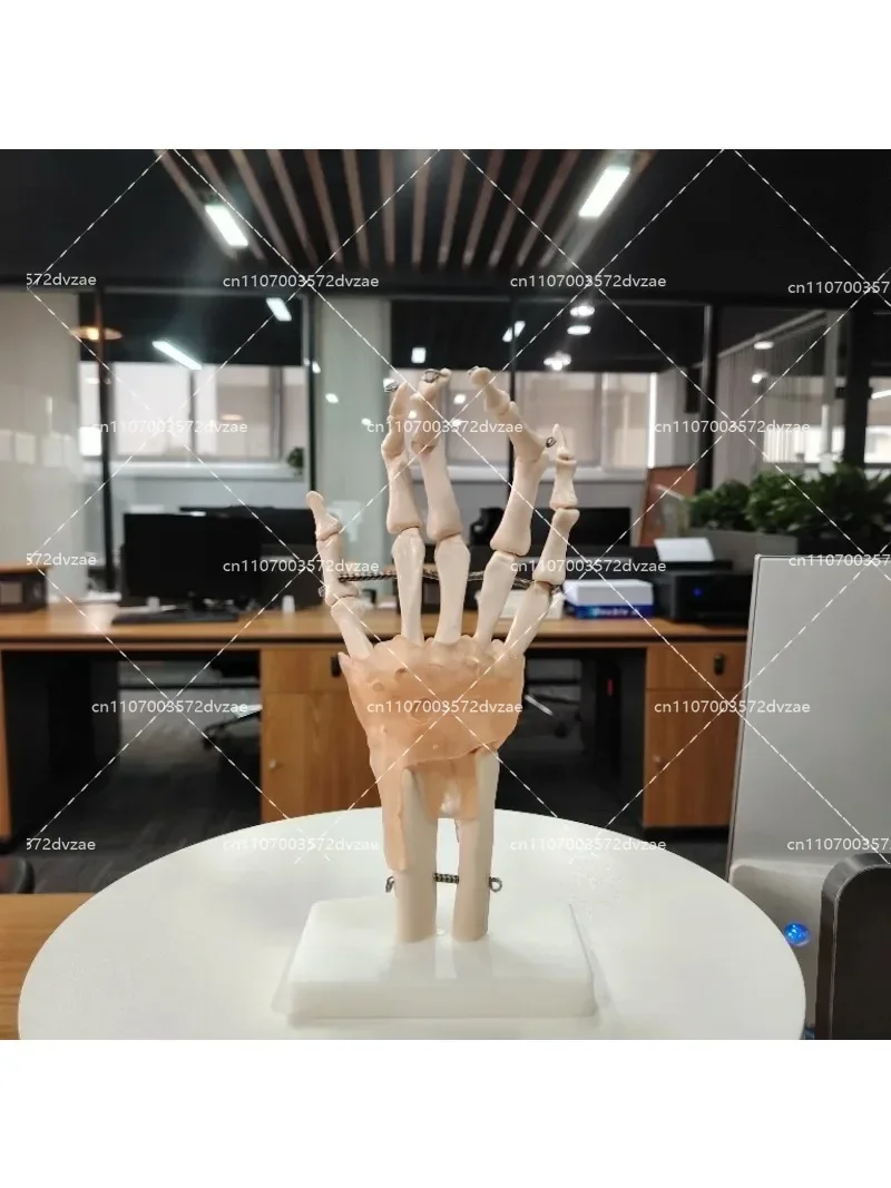실물 크기 인체 해부학 관절 모형 손 인대 골격 교육용 해부학 모형 (의학 연구 및 학습용)