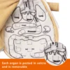 Kid Montessori Toys 3D Puzzle Human Body Anatomy Doll Body Organ Teaching Aids Science Learning Kits Children's Birthday Gifts 3