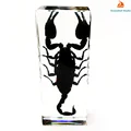 Forest Scorpion
