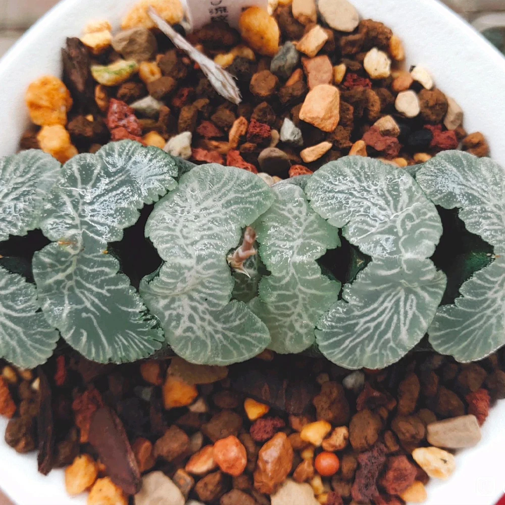 100g 6-12mm Volcanic Stone Gardening Plant Bonsai Decoration Materials Place The Bottom Of The Pot garden decoration decorative stones