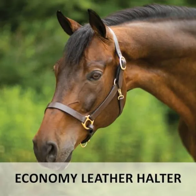 Horse halter for daily use premium Lancaster leather classic brown adjustable fit with solid brass hardware
