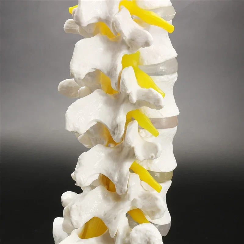 Lumbar Vertebral Spine Model 3