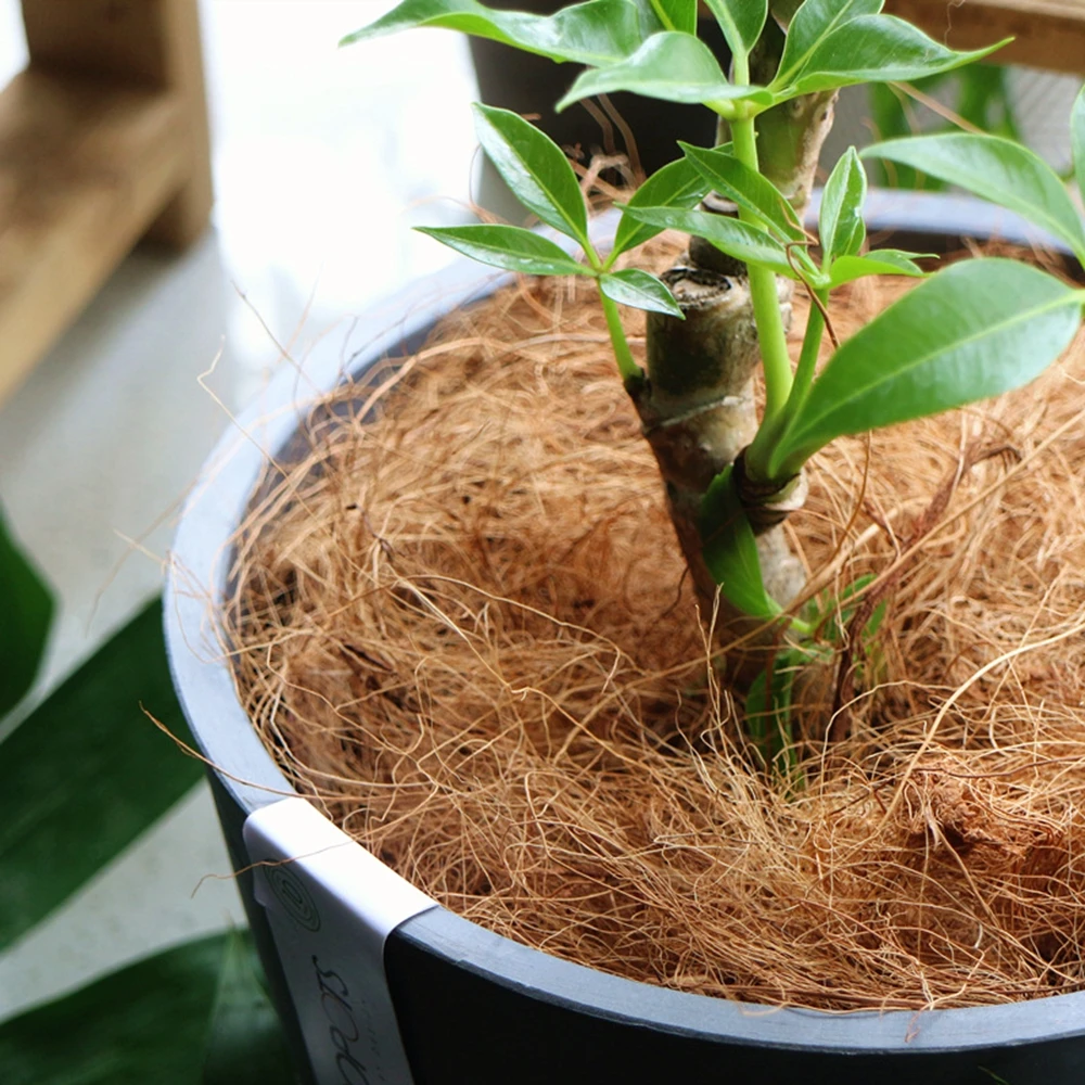 50/100g Natural Coconut Husk Fiber Flowerpot Cover Craft Insect-proof Protect Flower Plant Soil Keep Warm Reptile Bird Nest