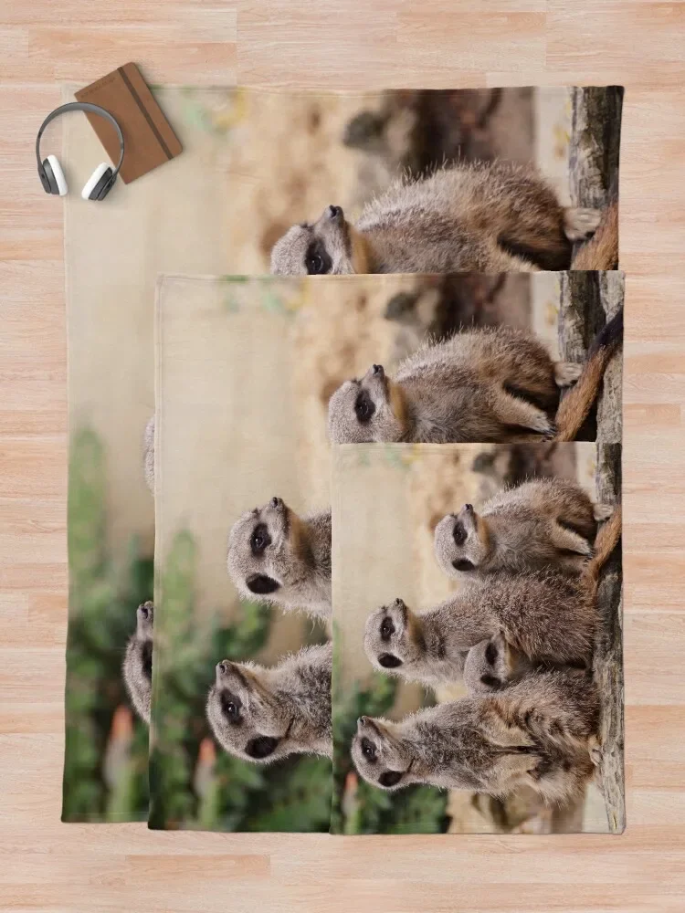 Meerkat   , ħ  ö 