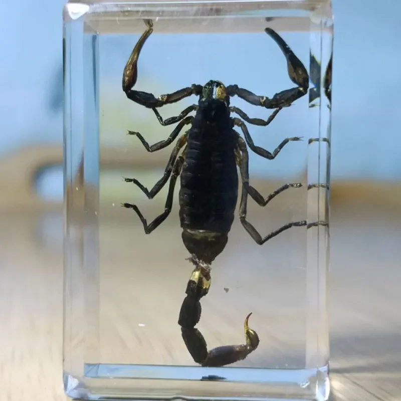 Real Resin Insect Specimens Hexapod Desk Decoration Teaching Home Decoration Accessories Living Room 15Kinds resin starfish ornaments,butterfly specimen