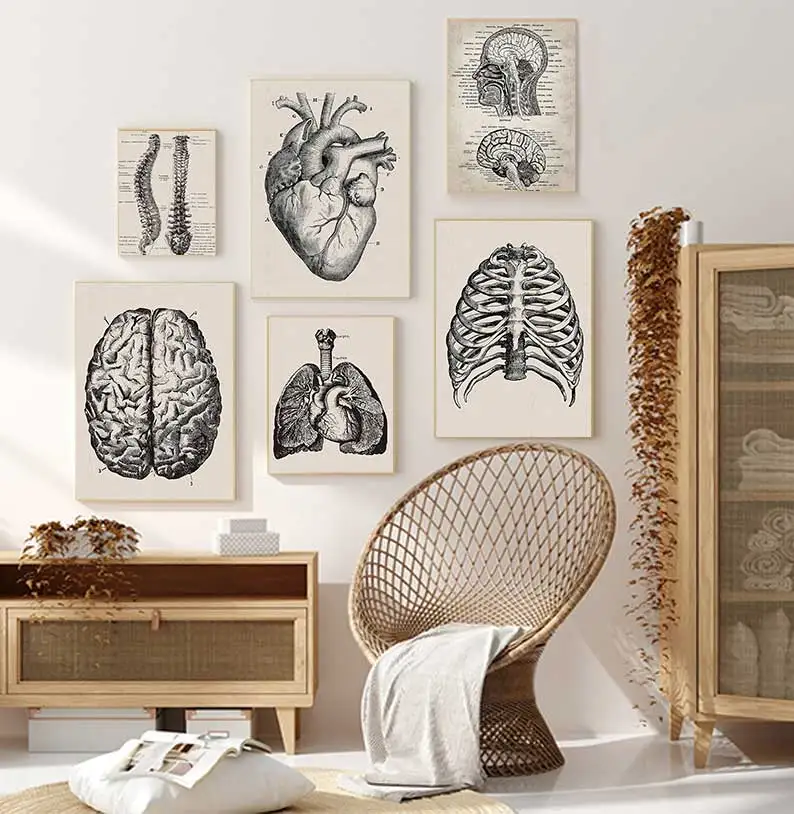 Human Anatomy Artwork Medical Wall Picture Muscle Skeleton Vintage