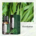Eucalyptus