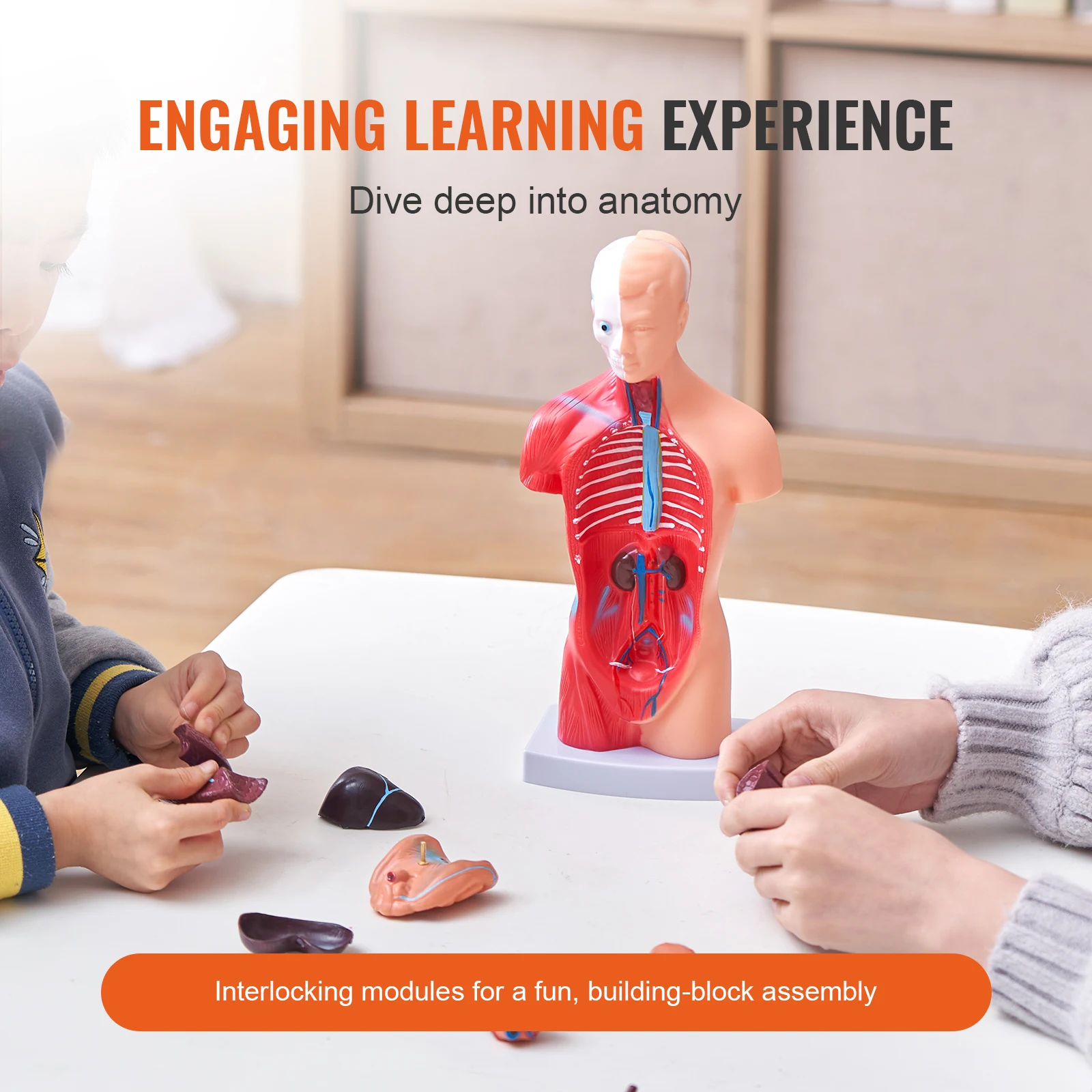 VEVOR Human Body Model 15/23 Parts Anatomical Skeleton Model with Removable Organs Educational Teaching Tool Education Display
