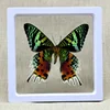 Real Insect Specimen Real Butterfly Holiday Gift Modern Simple Creative Desktop Decoration Picture Frame Specimen Birthday Gift 2