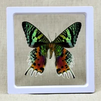 Real Insect Specimen Real Butterfly Holiday Gift Modern Simple Creative Desktop Decoration Picture Frame Specimen Birthday Gift 2