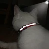 Reflective Cat Collar Engraved Safe Cats Kitten Collars with Bell Puppy Pet Necklace Accessories for Cat Small Dog Chihuahua 4