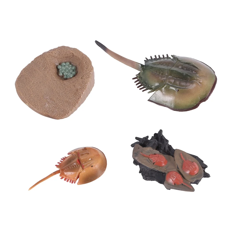 

Simulation Horseshoe Crabs Growth Cycle Model,Insect Life Cycle Action Figures Model Life Cognition Model Ornaments