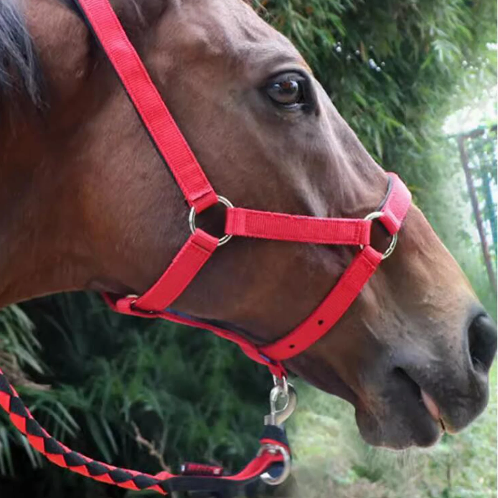 Braided Equestrian Lead Rope Horse Leash Strong Durable Horse Leash for Horse Pony Dog Donkey Cow Goat 2/2.5/3/3.5/4m 4
