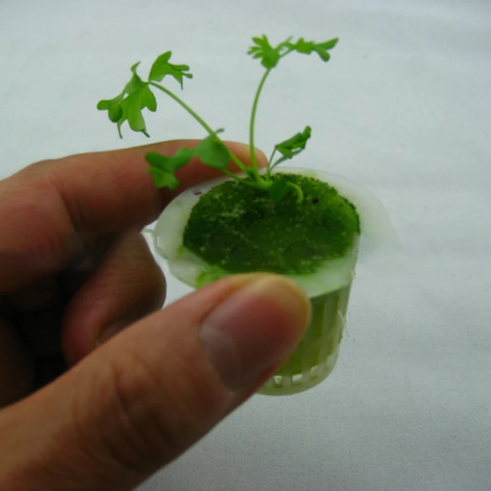 

20pcs PE 32*30mm Mesh Pot With Sponge Net Cup Basket Hydroponic Aeroponic Plant Grow Sponge Suitable For Soilless Cultivation