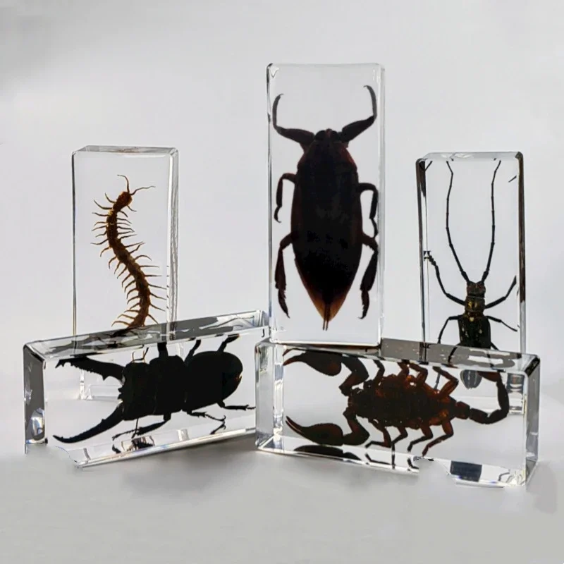 Butterfly Specimen Large Bug Insect Specimen Resin Tarantula Taxidermia Epoxy Resin Bug Centipede Scorpion Specimen Big Insect Desktop Decoration