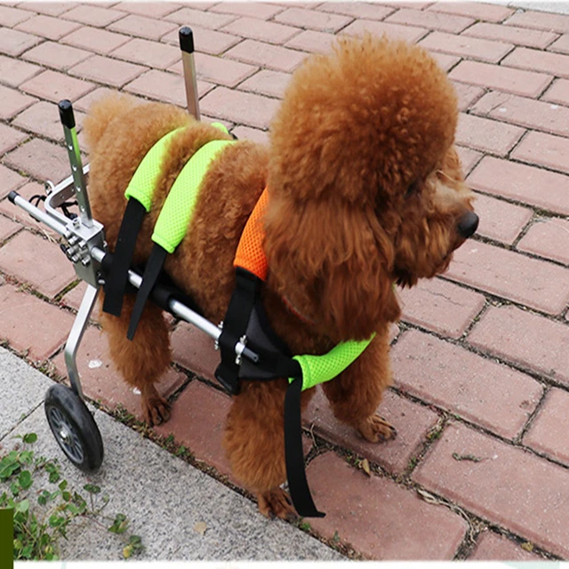 Pet Disability Paralyzed Rehabilitation Training Wheelchair Scooter